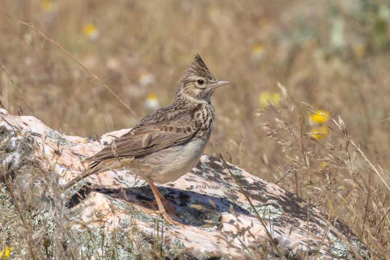 0N0A9326-Theklas-Leeuwerik-Theklas-Lark-Theklalerche-Cochevis-de-Thekla-Cogujada-montesina_1