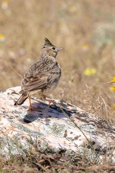 0N0A9329-Theklas-Leeuwerik-Theklas-Lark-Theklalerche-Cochevis-de-Thekla-Cogujada-montesina_1