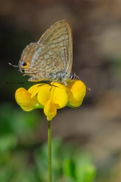 B65A6165-Tijgerblauwtje-Lampides-boeticus-Long-tailed-Blue-Groser-Wander-Blauling-Azure-porte-queue-Canela-estriada_1
