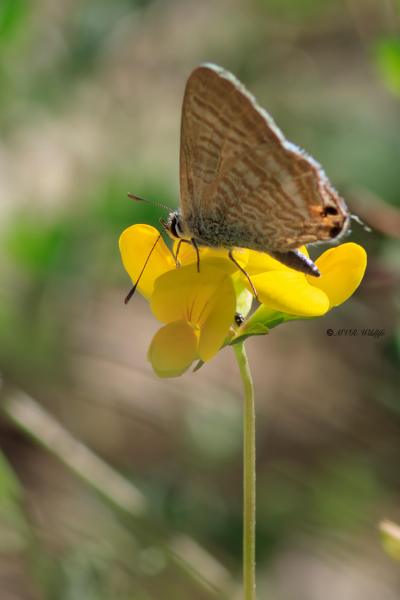 B65A6167-Tijgerblauwtje-Lampides-boeticus-Long-tailed-Blue-Groser-Wander-Blauling-Azure-porte-queue-Canela-estriada_1