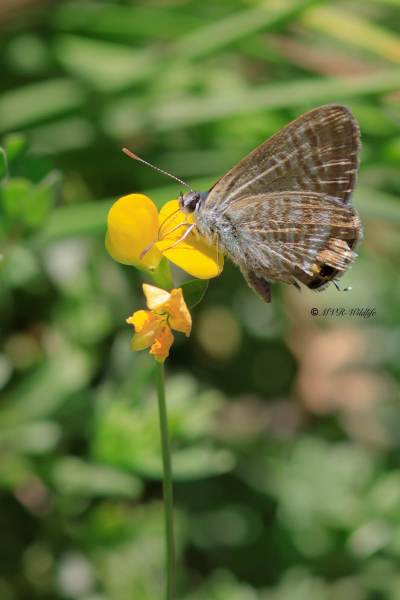 B65A6169-Tijgerblauwtje-Lampides-boeticus-Long-tailed-Blue-Groser-Wander-Blauling-Azure-porte-queue-Canela-estriada_1