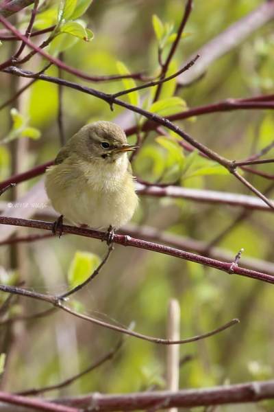 177A2666-Tjiftjaf-Common-Chiffchaff-Zilpzalp-Pouillot-veloce-Mosquitero-comun_1