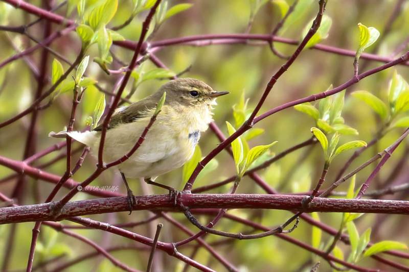 177A2796-Tjiftjaf-Common-Chiffchaff-Zilpzalp-Pouillot-veloce-Mosquitero-comun_1
