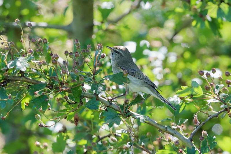 1_B65A6408-Tjiftjaf-Common-Chiffchaff-Zilpzalp-Pouillot-veloce-Mosquitero-comun