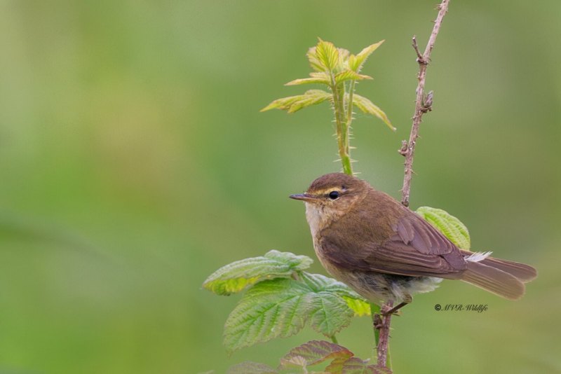 1_BR8A8451-Tjiftjaf-Common-Chiffchaff-Zilpzalp-Pouillot-veloce-Mosquitero-comun