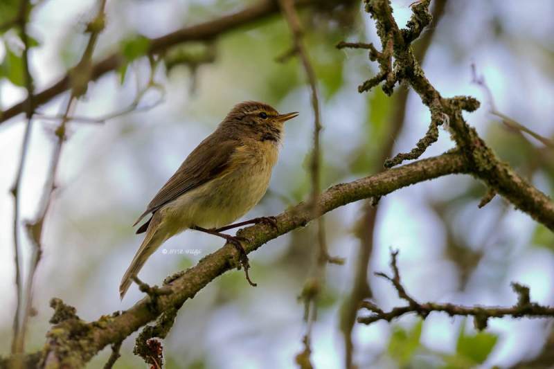 1_BR8A9018-Tjiftjaf-Common-Chiffchaff-Zilpzalp-Pouillot-veloce-Mosquitero-comun