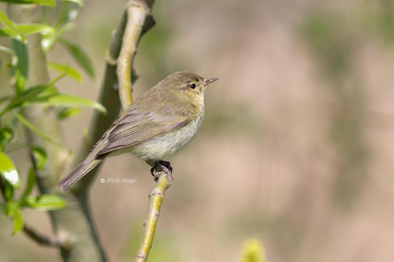 B65A0265-Tjiftjaf-Common-Chiffchaff-Zilpzalp-Pouillot-veloce-Mosquitero-comun_1