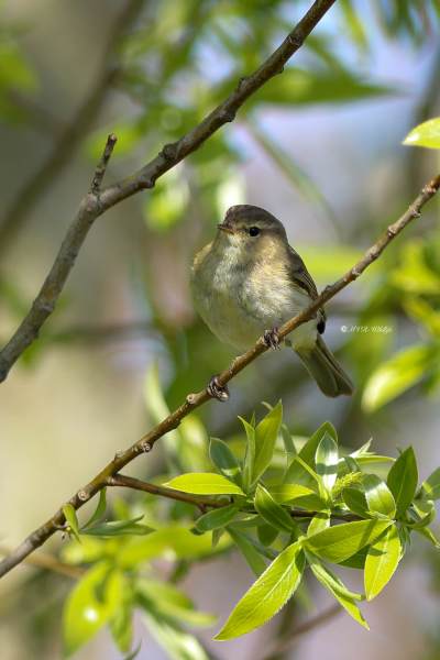 B65A0269-Tjiftjaf-Common-Chiffchaff-Zilpzalp-Pouillot-veloce-Mosquitero-comun_1