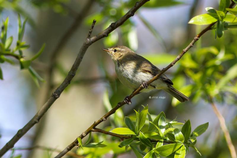 B65A0270-Tjiftjaf-Common-Chiffchaff-Zilpzalp-Pouillot-veloce-Mosquitero-comun_1