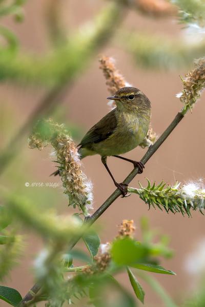 B65A1279-Tjiftjaf-Common-Chiffchaff-Zilpzalp-Pouillot-veloce-Mosquitero-comun_1