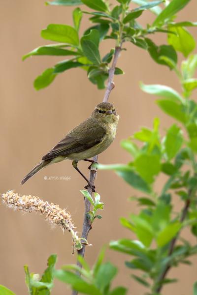 B65A1309-Tjiftjaf-Common-Chiffchaff-Zilpzalp-Pouillot-veloce-Mosquitero-comun_1