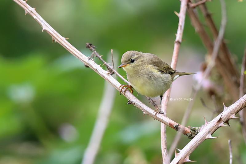B65A4332-Tjiftjaf-Common-Chiffchaff-Zilpzalp-Pouillot-veloce-Mosquitero-comun_1