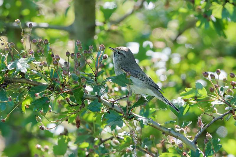 B65A6408-Tjiftjaf-Common-Chiffchaff-Zilpzalp-Pouillot-veloce-Mosquitero-comun_1