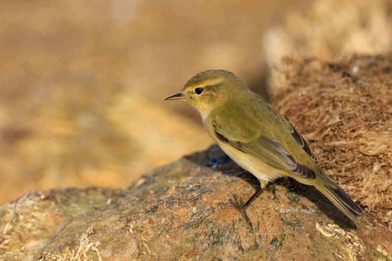 BR8A3924-Tjiftjaf-Common-Chiffchaff-Zilpzalp-Pouillot-veloce-Mosquitero-comun_1