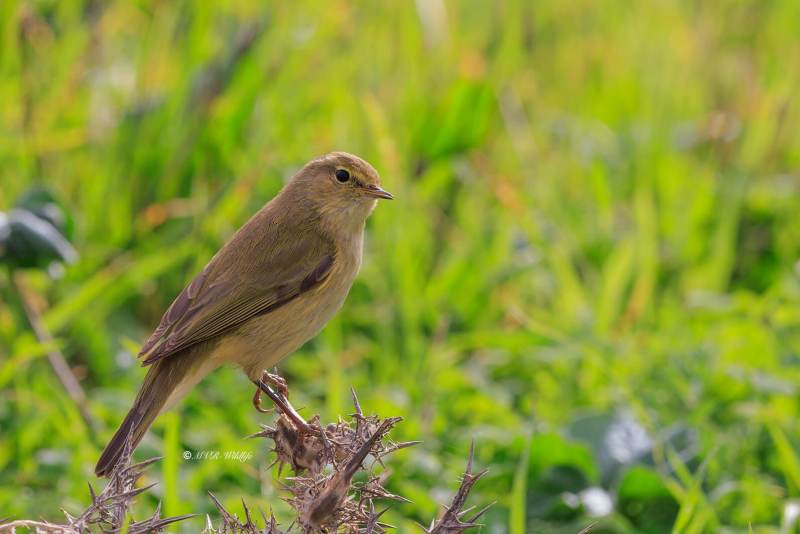 BR8A4230-Tjiftjaf-Common-Chiffchaff-Zilpzalp-Pouillot-veloce-Mosquitero-comun_1