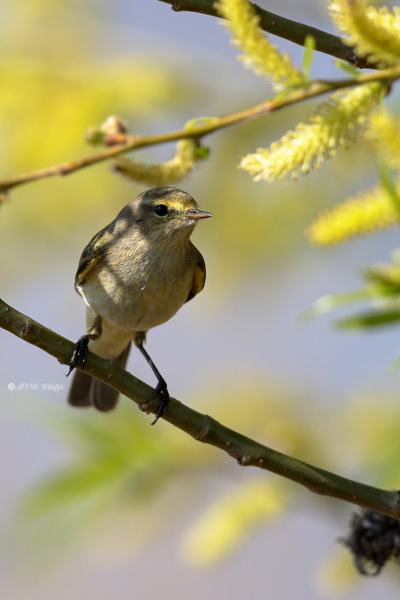 BR8A4845-Tjiftjaf-Common-Chiffchaff-Zilpzalp-Pouillot-veloce-Mosquitero-comun_1