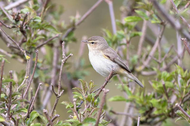 BR8A6185-Tjiftjaf-Common-Chiffchaff-Zilpzalp-Pouillot-veloce-Mosquitero-comun_1