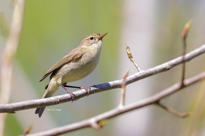BR8A8278-Tjiftjaf-Common-Chiffchaff-Zilpzalp-Pouillot-veloce-Mosquitero-comun_1