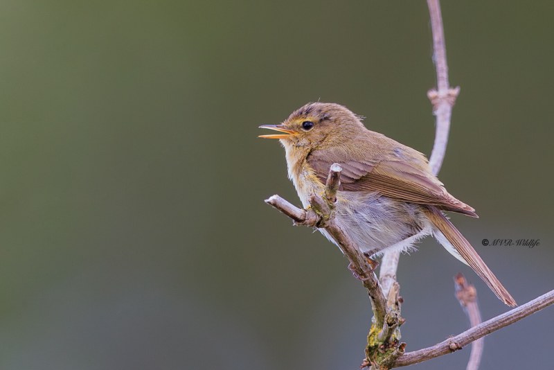 BR8A8922-Tjiftjaf-Common-Chiffchaff-Zilpzalp-Pouillot-veloce-Mosquitero-comun_1