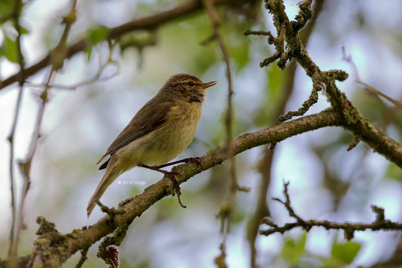 BR8A9018-Tjiftjaf-Common-Chiffchaff-Zilpzalp-Pouillot-veloce-Mosquitero-comun_1