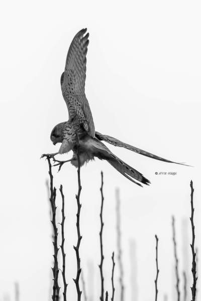 177A0941-Torenvalk-Common-Kestrel-Turmfalke-Faucon-crecerelle-Cernicalo-vulgar_1