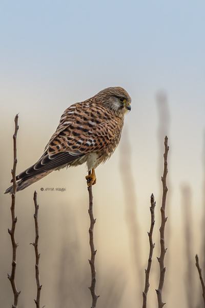 177A0996-Torenvalk-Common-Kestrel-Turmfalke-Faucon-crecerelle-Cernicalo-vulgar_1
