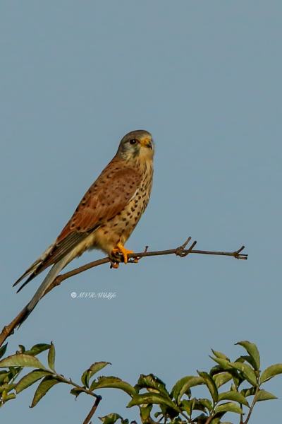 177A8047-Torenvalk-Common-Kestrel-Turmfalke-Faucon-crecerelle-Cernicalo-vulgar_1