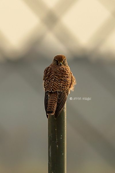 B65A1122-Torenvalk-Common-Kestrel-Turmfalke-Faucon-crecerelle-Cernicalo-vulgar_1