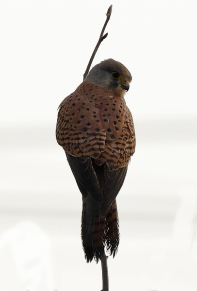 B65A1197-Torenvalk-Common-Kestrel-Turmfalke-Faucon-crecerelle-Cernicalo-vulgar_1
