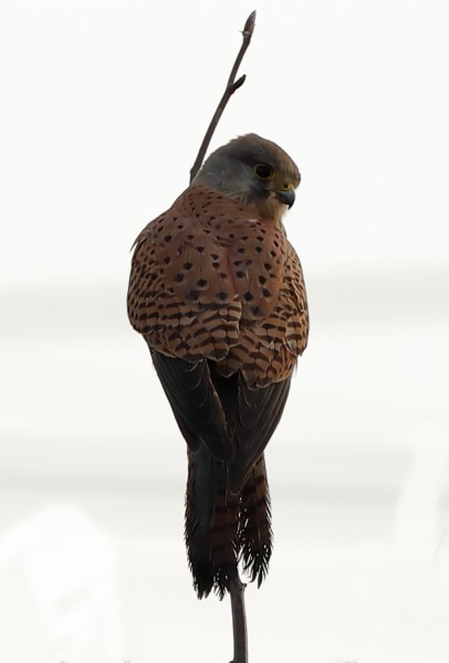 B65A1197-Torenvalk-Common-Kestrel-Turmfalke-Faucon-crecerelle-Cernicalo-vulgar_1