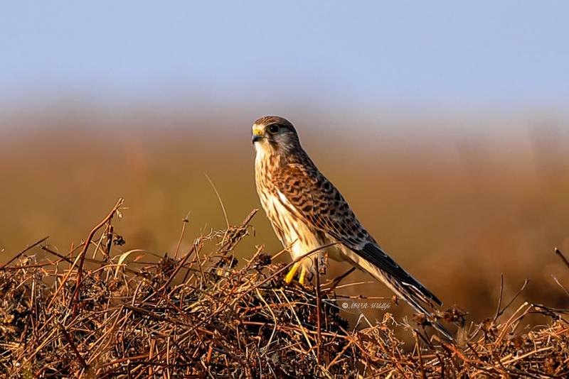 B65A3833-Torenvalk-Common-Kestrel-Turmfalke-Faucon-crecerelle-Cernicalo-vulgar_1