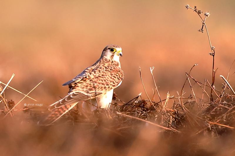 B65A4057-Torenvalk-Common-Kestrel-Turmfalke-Faucon-crecerelle-Cernicalo-vulgar_1