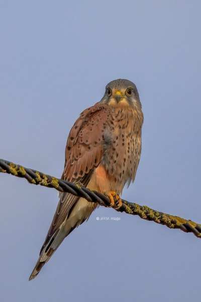 B65A4203-Torenvalk-Common-Kestrel-Turmfalke-Faucon-crecerelle-Cernicalo-vulgar_1