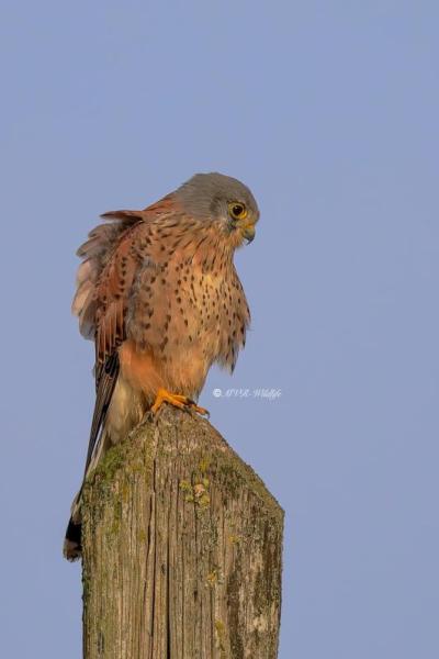 B65A4278-Torenvalk-Common-Kestrel-Turmfalke-Faucon-crecerelle-Cernicalo-vulgar_1