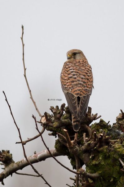 B65A5903-Torenvalk-Common-Kestrel-Turmfalke-Faucon-crecerelle-Cernicalo-vulgar_1