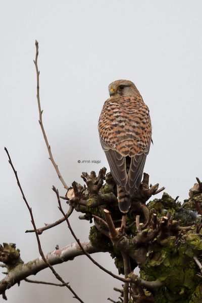 B65A5903-Torenvalk-Common-Kestrel-Turmfalke-Faucon-crecerelle-Cernicalo-vulgar_1
