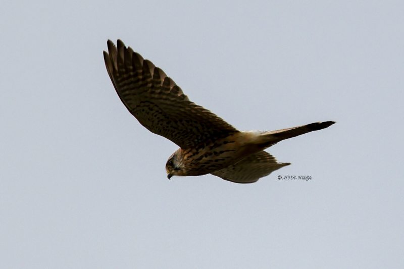 BR8A0087-Torenvalk-Common-Kestrel-Turmfalke-Faucon-crecerelle-Cernicalo-vulgar_1