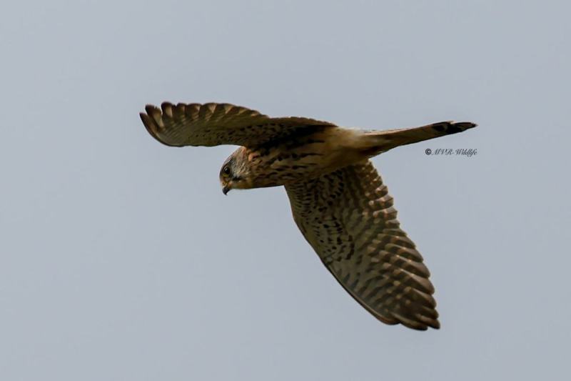 BR8A0090-Torenvalk-Common-Kestrel-Turmfalke-Faucon-crecerelle-Cernicalo-vulgar_1