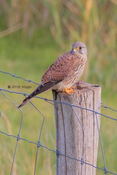 BR8A1404-Torenvalk-Common-Kestrel-Turmfalke-Faucon-crecerelle-Cernicalo-vulgar_1