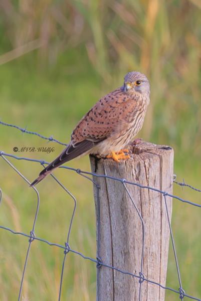 BR8A1404-Torenvalk-Common-Kestrel-Turmfalke-Faucon-crecerelle-Cernicalo-vulgar_1