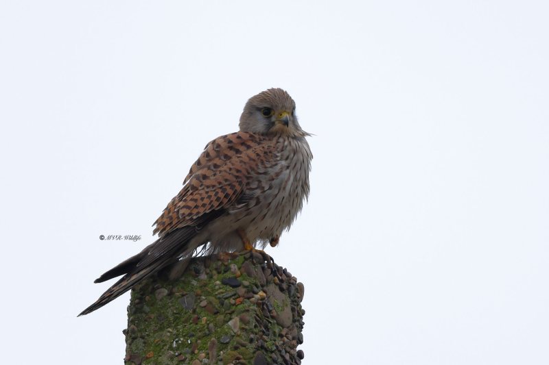 BR8A1612-Torenvalk-Common-Kestrel-Turmfalke-Faucon-crecerelle-Cernicalo-vulgar_1