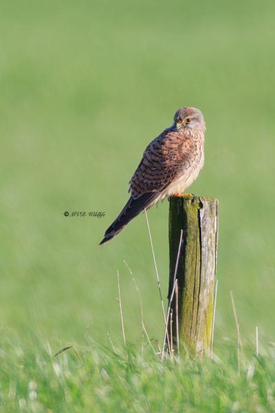BR8A3051-Torenvalk-Common-Kestrel-Turmfalke-Faucon-crecerelle-Cernicalo-vulgar_1