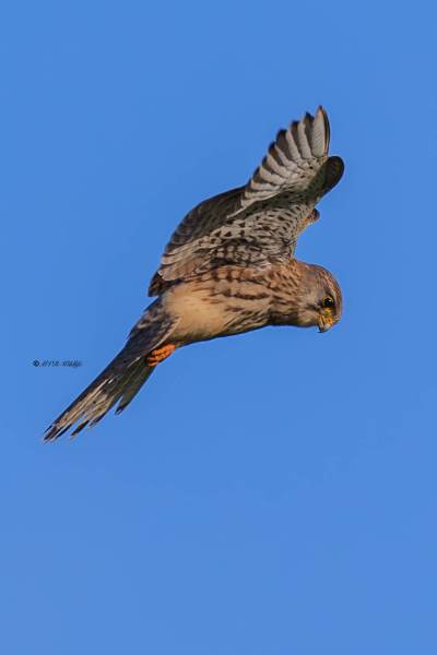 BR8A3168-Torenvalk-Common-Kestrel-Turmfalke-Faucon-crecerelle-Cernicalo-vulgar_1