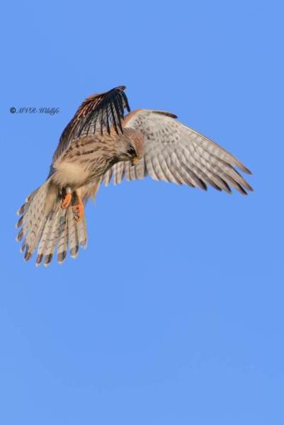 BR8A3171-Torenvalk-Common-Kestrel-Turmfalke-Faucon-crecerelle-Cernicalo-vulgar_1