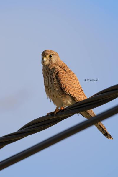BR8A9067-Torenvalk-Common-Kestrel-Turmfalke-Faucon-crecerelle-Cernicalo-vulgar_1