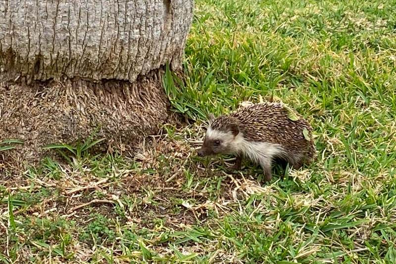 1_Trekegel-Atelerix-algirus-Algerian-Hedgehog-Algerischer-Igel-Herisson-dAlgerie-Erizo-moruno_1