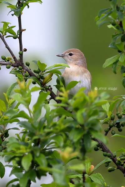 B65A1260-Tuinfluiter-Garden-Warbler-Gartengrasmucke-Fauvette-des-jardins-Curruca-mosquitera_1