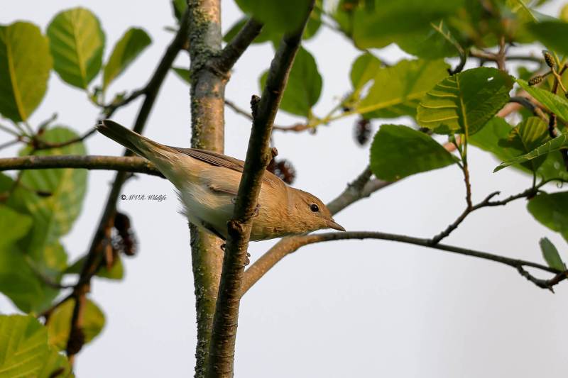 BR8A9200-Tuinfluiter-Garden-Warbler-Gartengrasmucke-Fauvette-des-jardins-Curruca-mosquitera_1