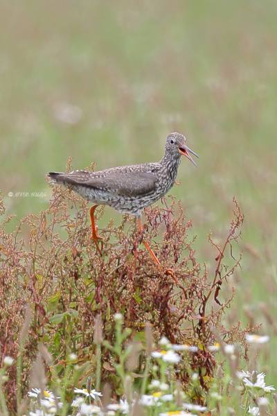 BR8A2379-Tureluur-Common-Redshank-Rotschenkel-Chevalier-gambette-Archibebe-comun_1