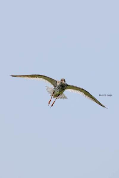 BR8A4224-Tureluur-Common-Redshank-Rotschenkel-Chier-gambette-Archibebe-comun_1